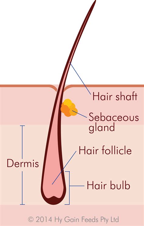 Hair Follicle Diagram 28 Images Understanding Hair Growth Basics