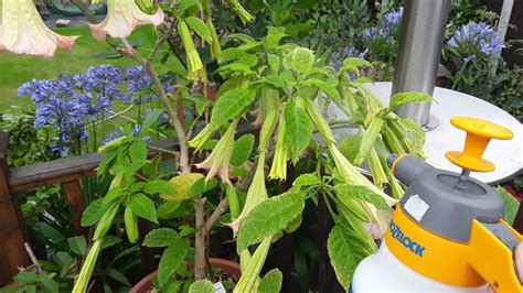 They bite humans in failed attempts to lay their eggs. Treating those red spider mites on my Brugmansia - YouTube