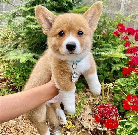 Pembroke Welsh Corgi Puppies For Sale Adoption From Montgomery Alabama