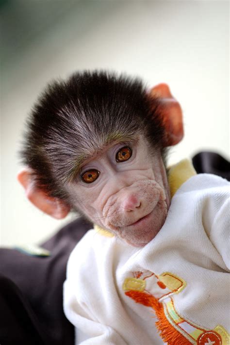 Cute Monkey Baby