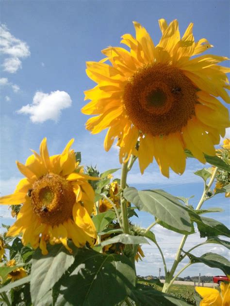 How to Grow Sunflowers | Growing sunflowers, Plants, Planting sunflowers