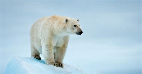 L'espèce s'est séparée de l'ours brun il y a 600 000 ans et non 100 000 ans. Les Ours Polaire Wikipedia - Pewter