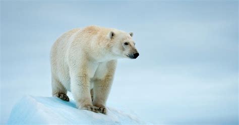 ★★★ réponse correcte à la question: Les Ours Polaire Wikipedia - Pewter