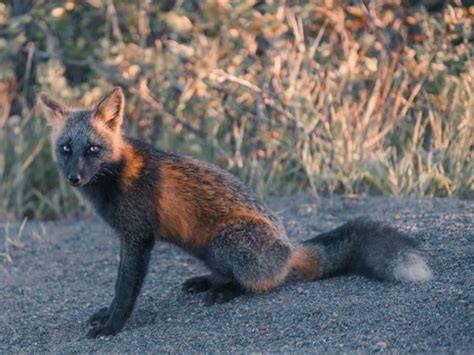 Check Out This Outstanding Photographs Of Cross Fox A K A Melanistic Fox