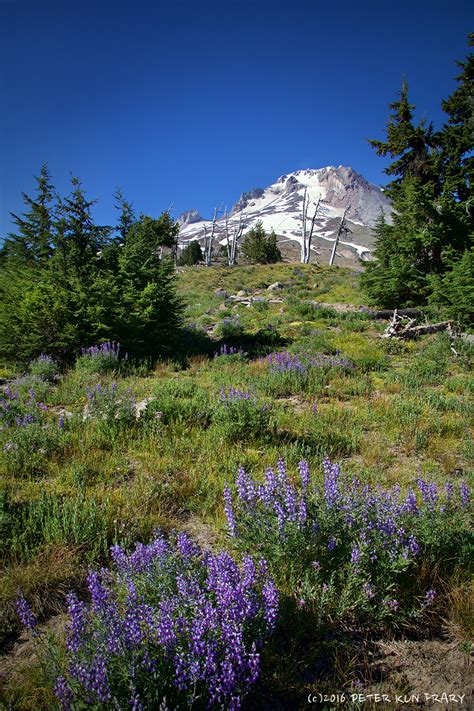Mount Hood And Wild Flowers Oregon Usa