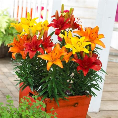 Asiatic Pot Lily Combo Lilium Lily Looks Harvest Patio Combo From
