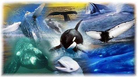 Differences Between Whales Dolphins And Porpoises Ocean Treasures