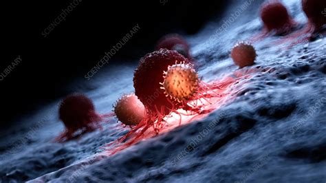 Illustration Of White Blood Cells Attacking A Cancer Cell Stock Image