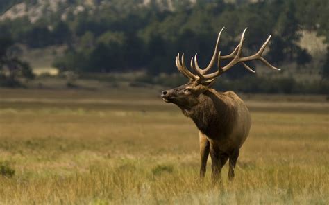 This animal should not be confused with the still larger moose (alces alces) to which the name elk applies in british english and in reference to populations in eurasia. Elk HD Wallpaper | Background Image | 1920x1200 | ID ...