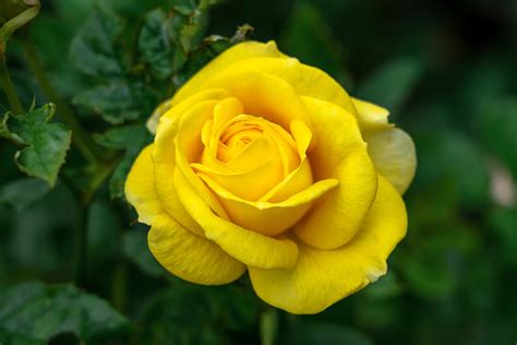 Beautiful Yellow Rose Wallpaper 45572 Baltana