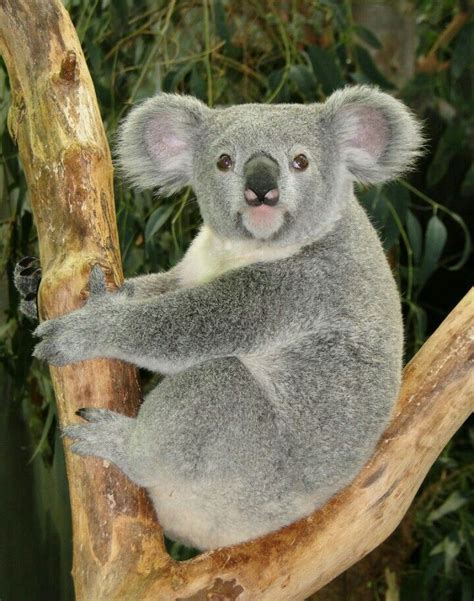 Heeey Beautiful Cutie Did You Look Beautiful For This Picture Marsupial