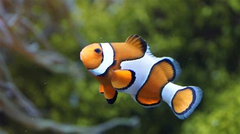 Best Small Saltwater Fish For Small Tank
