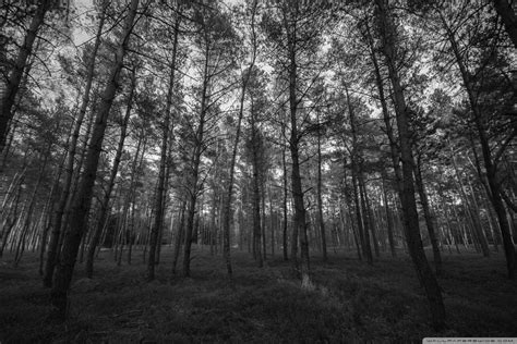 All of the black wallpapers bellow have a minimum hd resolution (or 1920x1080 for the tech guys) and are easily downloadable by clicking the image and saving it. Forest Black and White Ultra HD Desktop Background ...