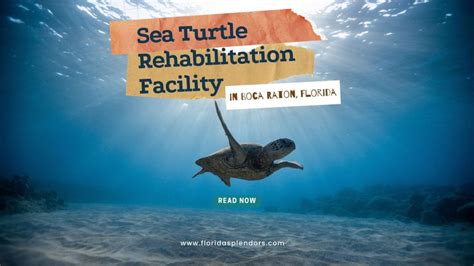 Sea Turtle Rehabilitation Facility In Boca Raton Florida Florida