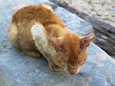 Penyakit kurap pada kucing dapat menular ke manusia. Gadis Antik: Petua nak Hilangkan Kurap Kucing. ;)