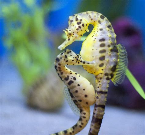 Sea Horse Wallpapers Pets Cute And Docile