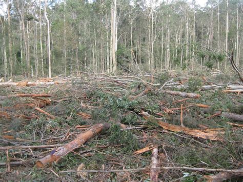 Native Forest Logging At Mogo Update