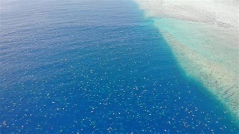 Great Barrier Reef Researchers Use Drone Footage To Count 64000 Green
