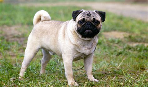 Pug Breed Description Information History And Overview