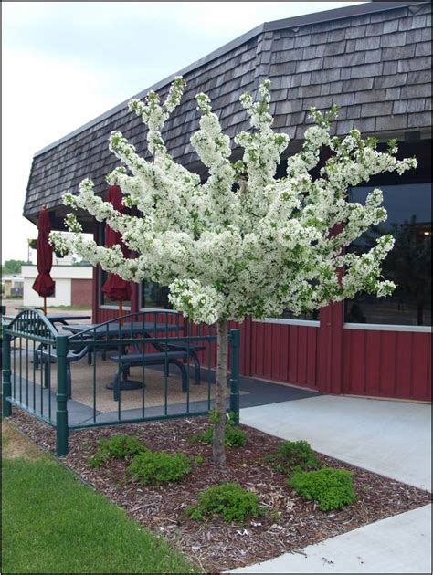 Dwarf Flowering Trees For Landscaping Home Improvement