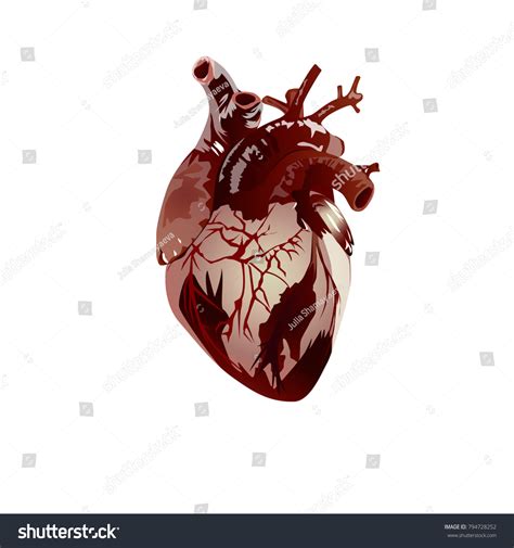 Human Heart Vector Illustration Stock Vector Royalty Free 794728252