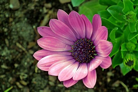 Flower Blooming Summer Free Photo On Pixabay Pixabay