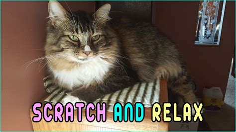 Cat Hangout Tour Scratch And Relax Youtube