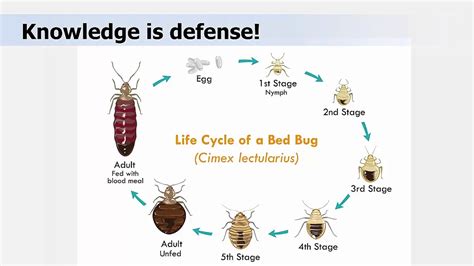 Bed Bug Life Cycle Stages Danuta Mattos