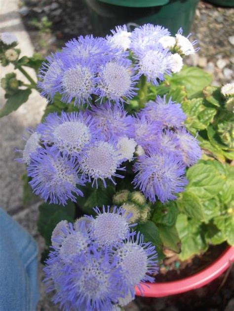 Your green fuzzy plant stock images are ready. Ageratum - perennial - Landsdale Plants | Perennials ...