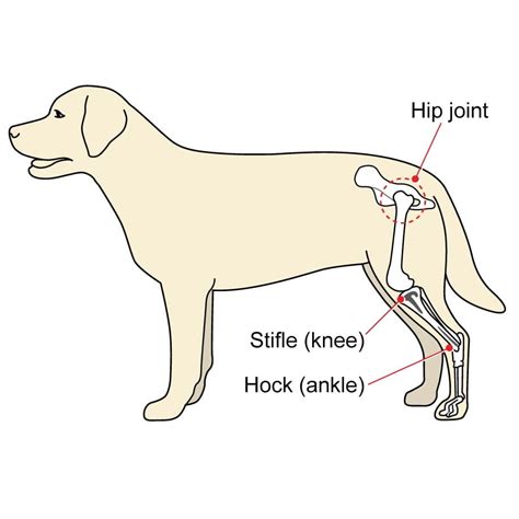 Why A Dog Would Need A Knee Brace Acl Ccl Tear
