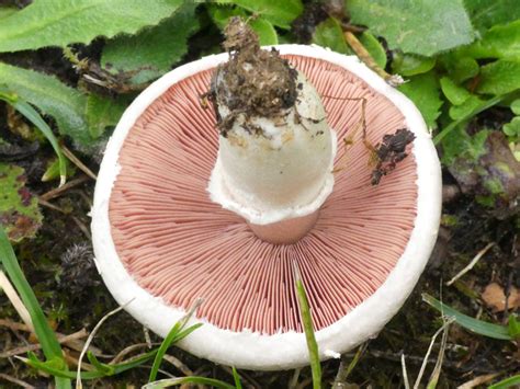 Photo Rosé des prés Agaric champêtre