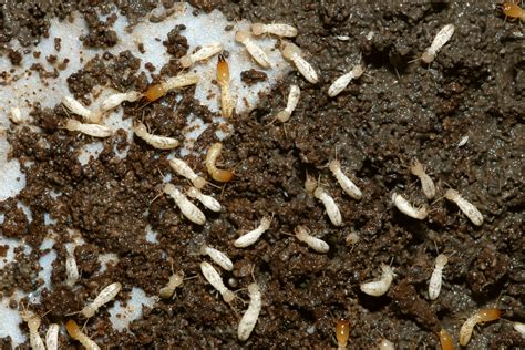Abc Termite And Pest Control Termites Information