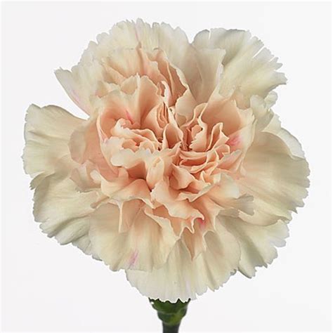 Carnation Apple Tea 65cm Wholesale Dutch Flowers Florist Supplies UK