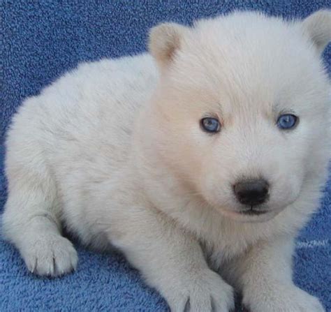 Let's start by giving you a $100.00 off your puppy by making an appointment today. white siberian husky puppies for sale - Pets For Sale in ...