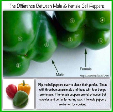Bell Pepper Sexing Stuffed Peppers Stuffed Bell Peppers Eating Raw