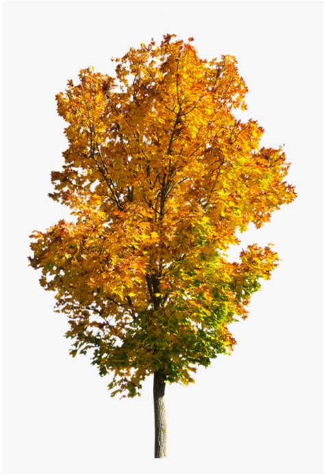 Jan 29, 2021 · the foliage of nepalese ivy is leathery, dark green and glossy, in a lobed shape that is instantly recognizable as part of the hedera genus. Transparent Fall Tree Png - Fall Tree Transparent ...