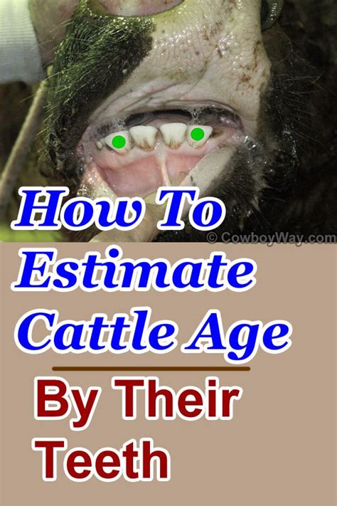 Cattle Age By Teeth