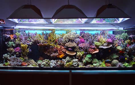 Fish Tank Set Up Starting Your Saltwater Aquarium Aquatics World