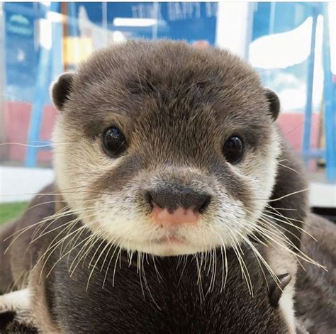 In Otter News On Instagram Look How Stinking Cute 📸 Aki6676 Otters