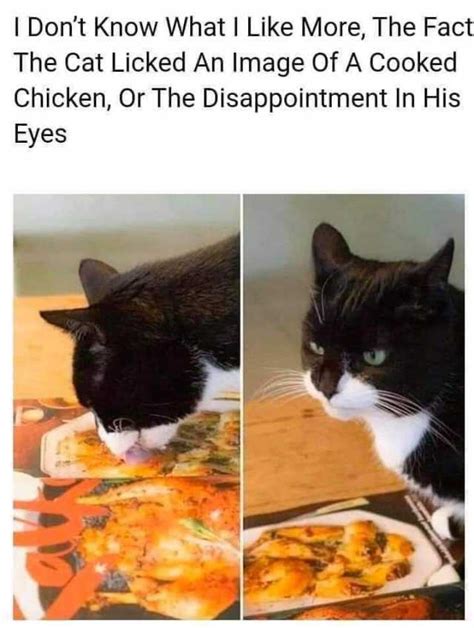 Cat Food Meme Maker Cat Meme Stock Pictures And Photos