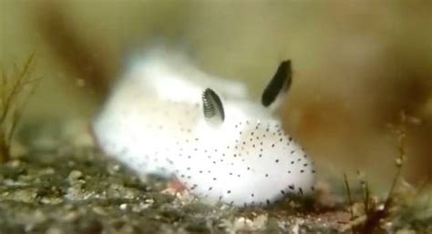 The Adorable Science Behind The Sea Bunny Treehugger Animals And