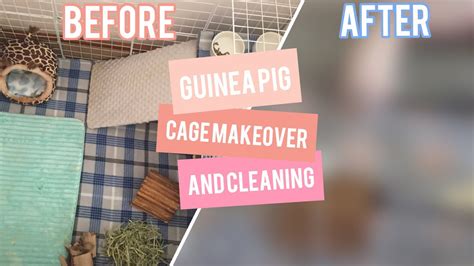 Guinea Pig CAGE MAKEOVER YouTube