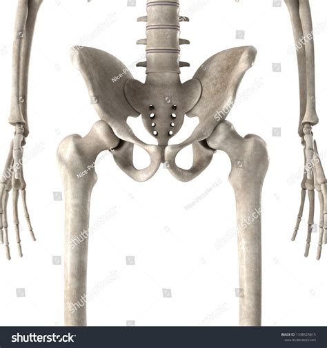 3d Render Male Skeleton Hips Stock Illustration 1338525815 Shutterstock
