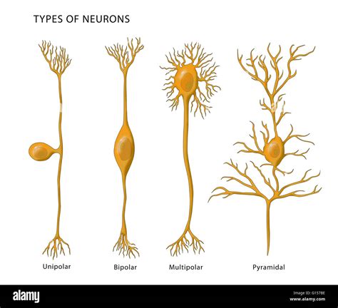 Ilustración Que Muestra Los 4 Tipos De Neuronas De Izquierda A Derecha