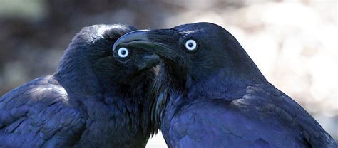 The Crow Worlds Most Intelligent Bird
