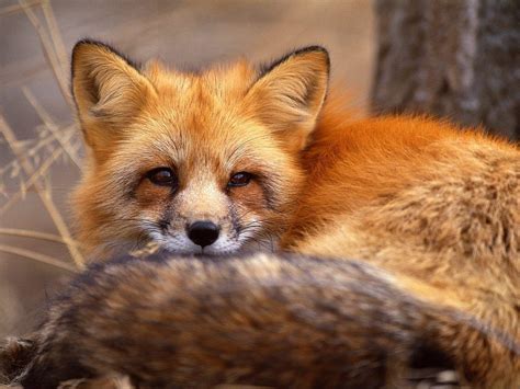 Cute Fox Wallpapers Wallpaper Cave