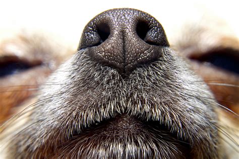 The Dog Nose All The Power Of A Dogs Nose Oakland Veterinary