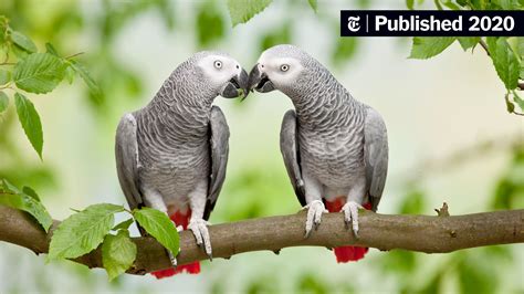 Parrots Show Off Selfless Behavior The New York Times