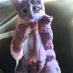 #this cat does not exist. This Cat Does Not Exist gives some horrific results ...