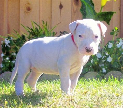 Legend dogos reputable grand champion dogo argentino breeders offers dogo argentinos puppies for sale. Pure White Dogo Argentino Puppies For Cute Homes ...
